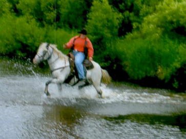 horse-pine-river