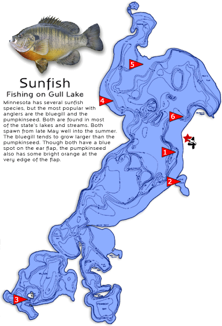 Sunfish - MN Fishing - MN Sunfishing - Brainerd Resorts - Gull Lake Resorts  - Brainerd Lakes Area MN